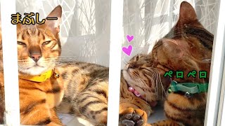 天使が3人いる窓を発見したら離れられなくなりました…
