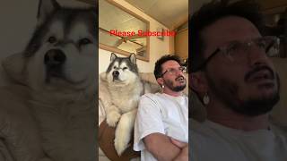 Heart melting head tilts followed by soul snatching Awoooooo's #fyp #pets #petsunited #animals