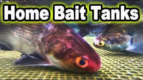TEN TIPS for Home Bait Tanks