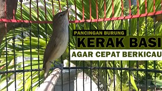 Suara kerak basi alis putih jantan GACOR | Kicauan ASLI ampuh buat pancingan KERBAS agar cepat bunyi