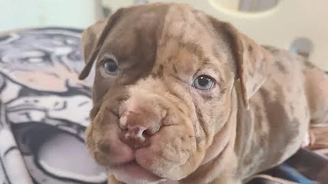 LIVE!! American bully REECE x DOK Merle PUPPIES 4 ...