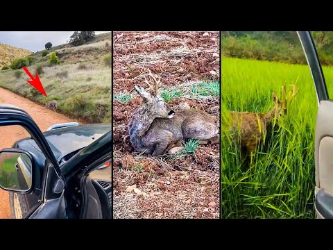 Graban a dos corzos agonizando, uno de ellos con un colmillo clavado en su cabeza