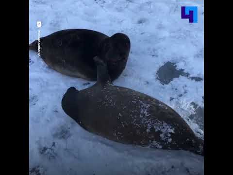 Video: Pinniped sisavci: opće karakteristike