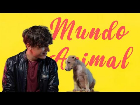 Mundo Animal | Luis Álvaro | Stand Up