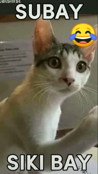 subay siki bay