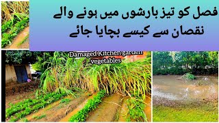 Tips to save your Vegetable garden after so much rain | How to save your plants in rainy season
