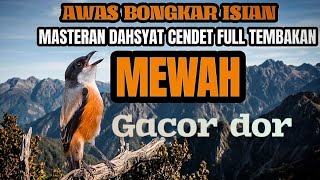 Masteran cendet gacor dor full isian josjis ampuh pancingan kicau suara mewah