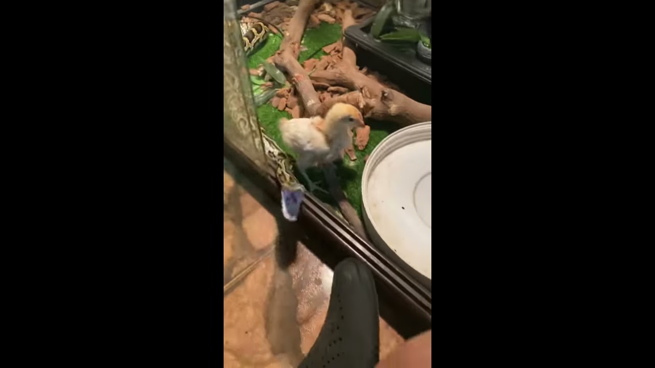 Savage Burmese Python Eats Little Chicken, (Graphic Video)