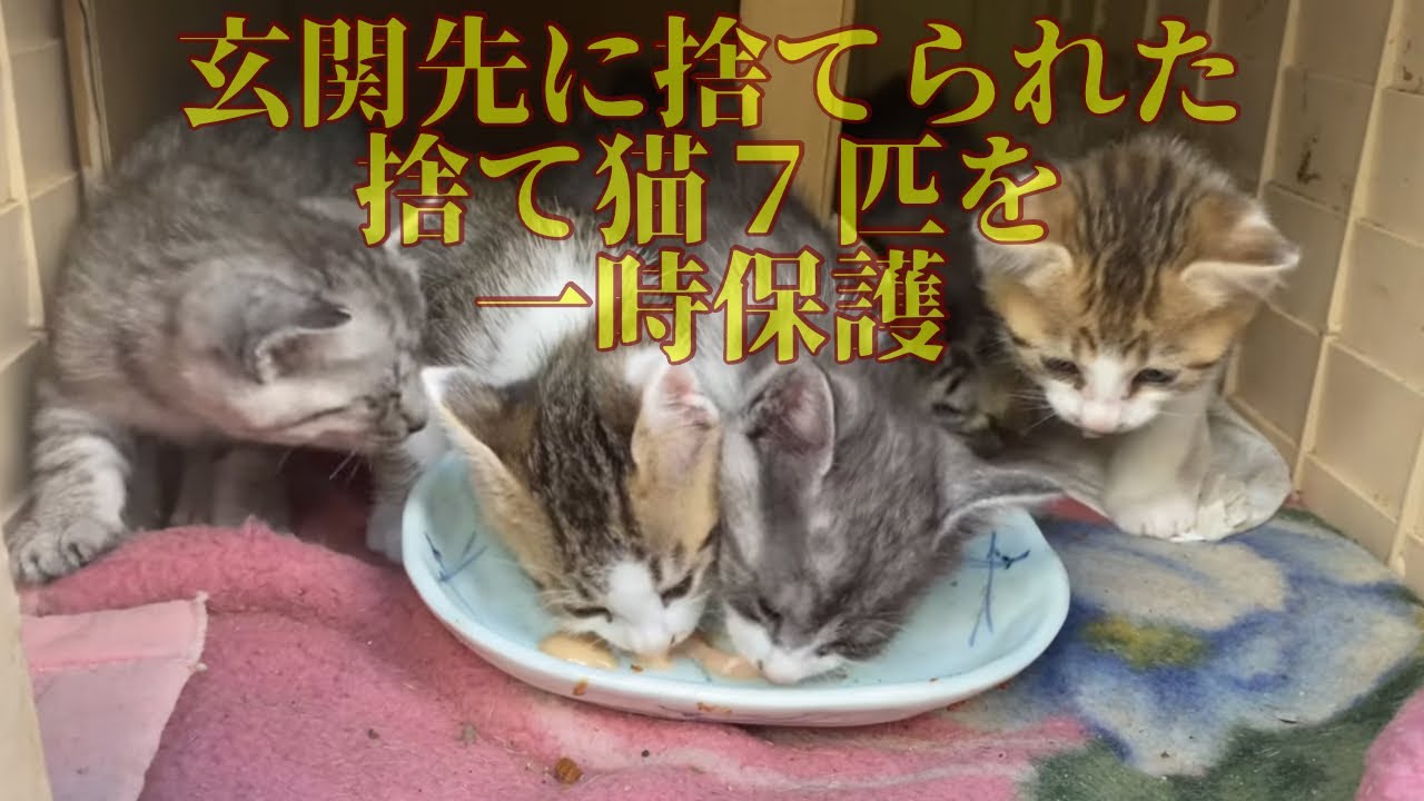  Abandoned Kittens