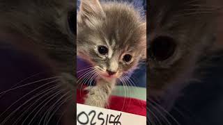 80 cats rescued from 30-foot camping trailer in Graham