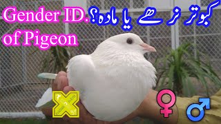 Gender ID of Pigeon | Difference if Male & Female in Pigeon | Sexing of Pigeon | Pigeon Gender by Nadia Pets Global 75 views 2 years ago 1 minute, 37 seconds