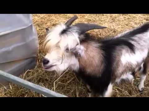 Goat imitating chicken