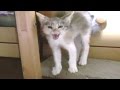 子猫威嚇 先住猫と対面 超お怒りのご様子