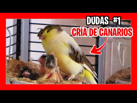 ✅ Do you want to breed canaries? (Doubts #1 Breeding of canaries 2022)