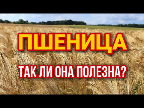 ПШЕНИЦА ПОЛЕЗНЫЕ СВОЙСТВА ПШЕНИЦЫ. ПОЛЬЗА ПШЕНИЦЫ И ВРЕД ПШЕНИЦЫ. РЕЦЕПТЫ ИЗ ПШЕНИЦЫ