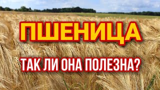 ПШЕНИЦА ПОЛЕЗНЫЕ СВОЙСТВА ПШЕНИЦЫ. ПОЛЬЗА ПШЕНИЦЫ И ВРЕД ПШЕНИЦЫ. РЕЦЕПТЫ ИЗ ПШЕНИЦЫ