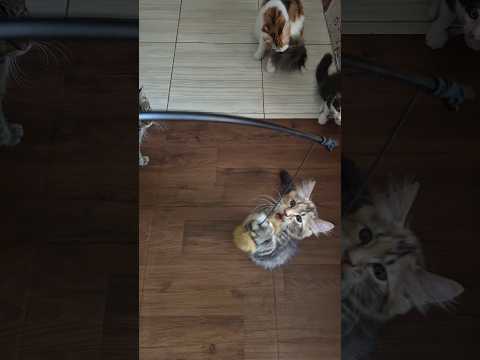 Cute Cats, Funny Cats, Cuteness #cuteness #cat #youtubeshorts #shots #funny