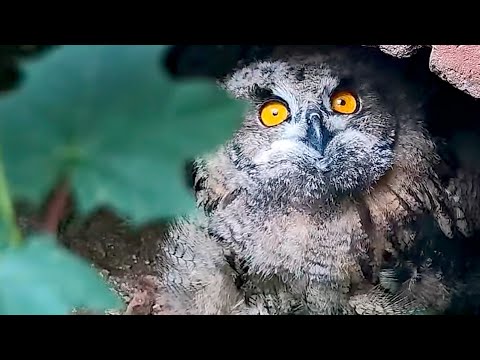 Eifel Young Owl Eyes May 25 2024 live cam preview
