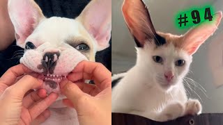 Funny animal videos cats and Dogs 🤣Try not to laugh Challenge! №94