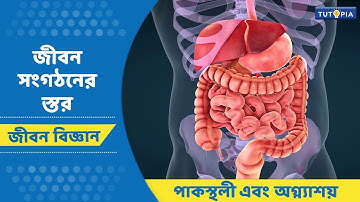 জীবন সংগঠনের স্তর | পাকস্থলী এবং অগ্ন্যাশয়। জীবন বিজ্ঞান। নবম শ্রেণি । #lifescience #class9 #tutopia