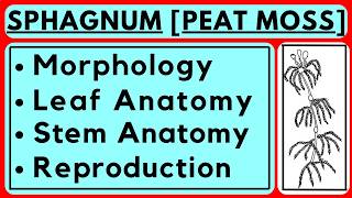 Sphagnum [ Peat Moss ] - Morphology, Leaf & Stem Anatomy, Vegetative & Sexual Reproduction | Botany