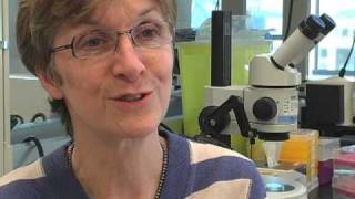 Janet Rossant: Clinical and Commercial Applications