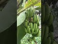 #banana #shortvideo #viral #viralvideo #fruits