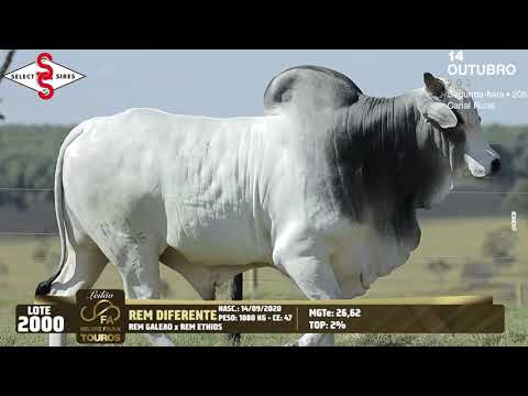 LOTE 2000   REM 11496