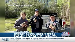Harrison County Sheriff's Office rescues 11 puppies, mother from under house