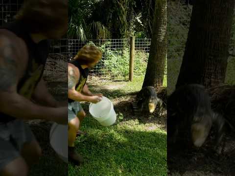 CHASED by Momma CROC! #shorts #short #reptiles #animal #crocodile