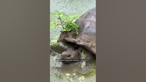 Thumbnail of 🐢Lessons from Turtles: Ancient Wisdom & Unshakable Resilience #TurtleWisdom #Slow&Steady #Resilience
