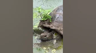 🐢Lessons from Turtles: Ancient Wisdom & Unshakable Resilience #TurtleWisdom #Slow&Steady #Resilience 🐢Lessons from Turtles: Ancient Wisdom & Unshakable Resilience #TurtleWisdom #Slow&Steady #Resilience