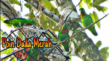 Memikat Serindit || Poin Dada Merah / Muda 3 Ekor #pikatserindit #catchbirds #loriculus
