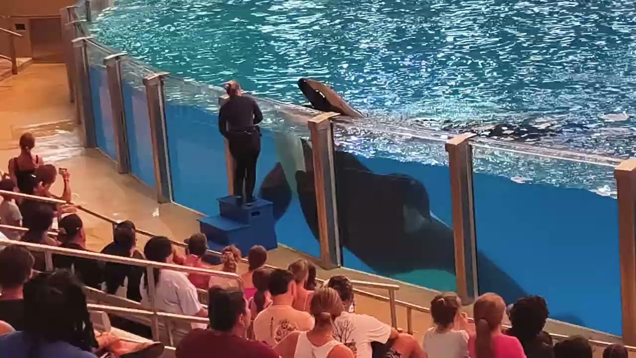 The Orca Show 2025