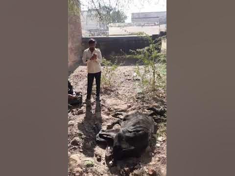 Animal rescue by animal ngo team - 858 | Animal ngo | cow 
