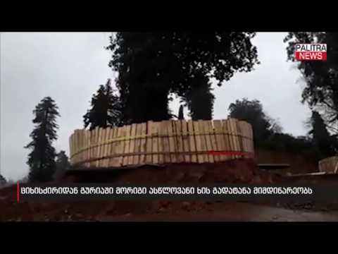 ციხისძირიდან გურიაში მორიგი ასწლოვანი ხის გადატანა მიმდინარეობს