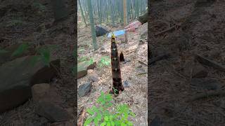How To Peel Good Bamboo Shoots #amazing #farming #bamboo #viral #fruit #farmlife #wildlife