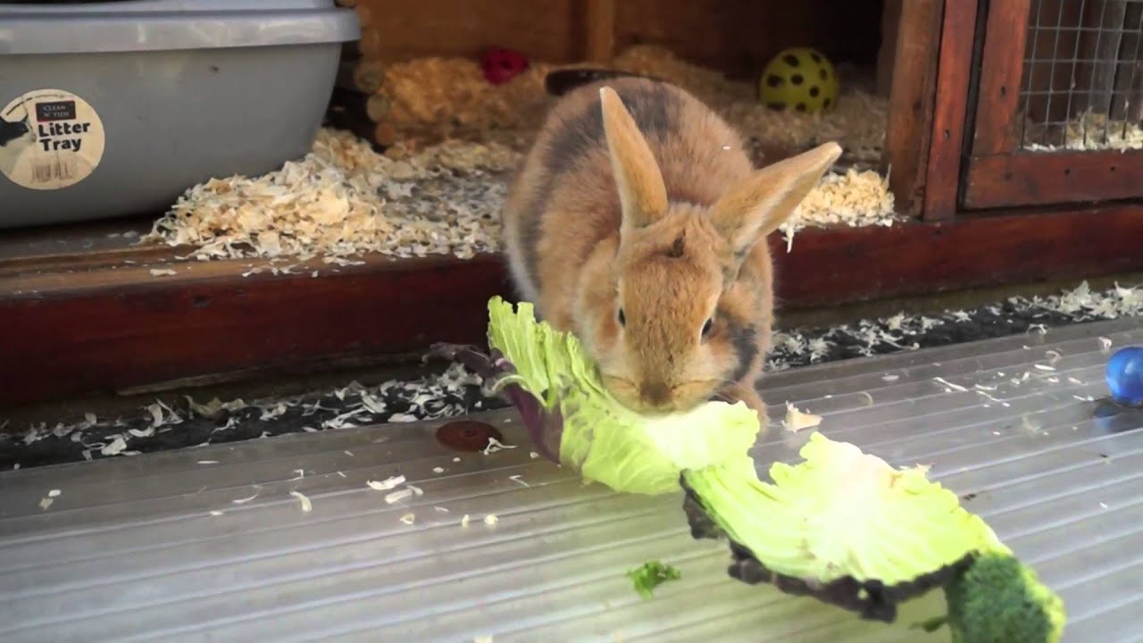 Neutered male rabbit Toffee needs a friend YouTube