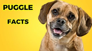 puggle Dog  Top 10 Interesting Facts