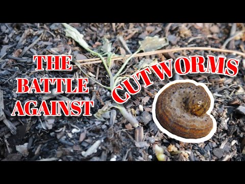 Video: Cutworm Control In The Garden: How To Kill Cutworm Pests