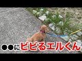 エルくんと「ひたち海浜公園」でお散歩デート