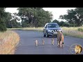 Playful Lion Cubs Learn To Patrol Their New Territory With Mom