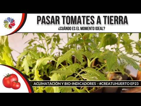 🍅 ¿Cuándo pasar los TOMATES al HUERTO? 🤔  ¡La pregunta del millón en Primavera!  #CreaTuHuerto Ep23