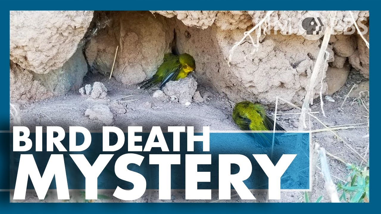 Why Are Birds Dying? In Touch YouTube