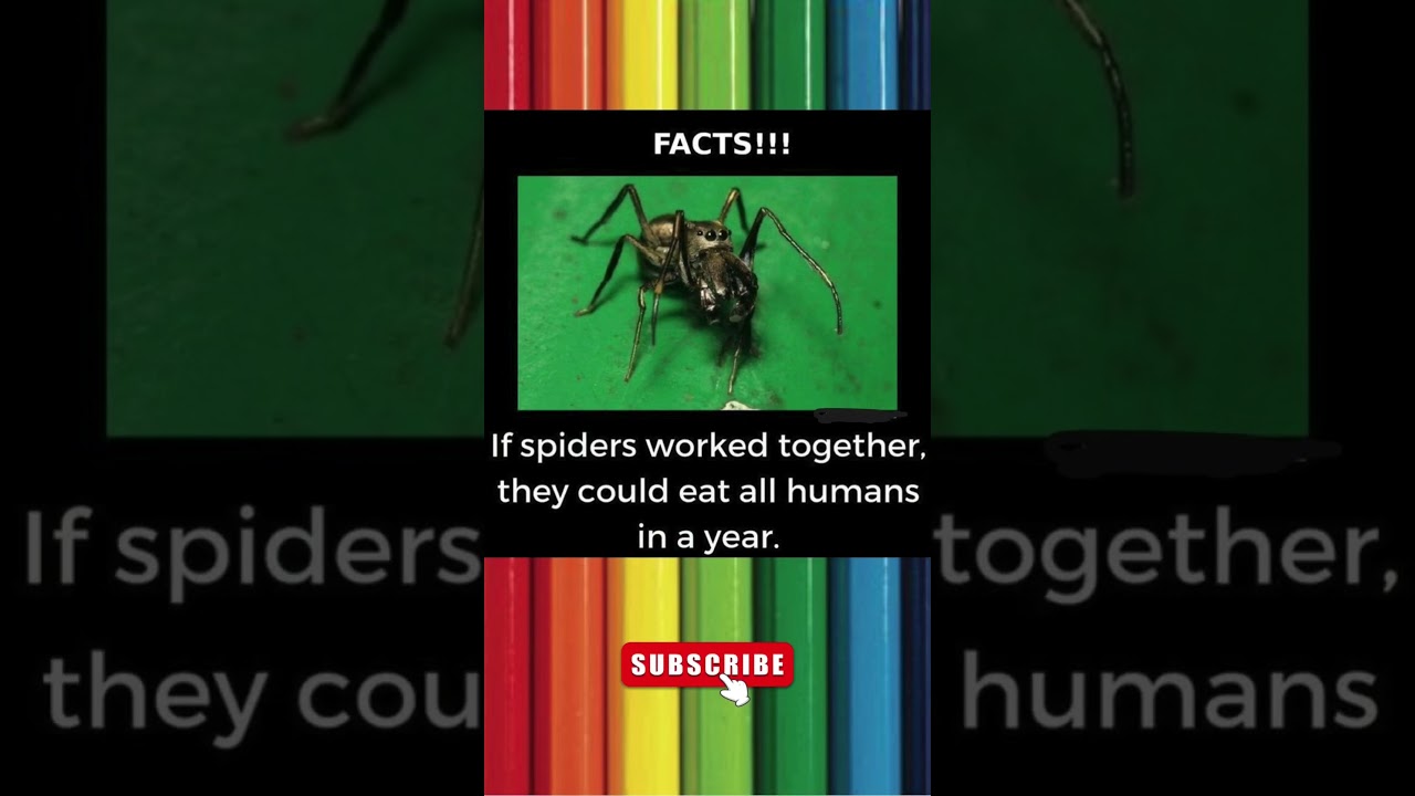 facts / interesting / spiders 🕷 / MDAN 