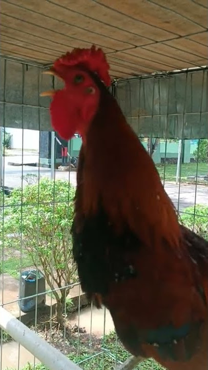 Ayam Ketawa Super Hero
