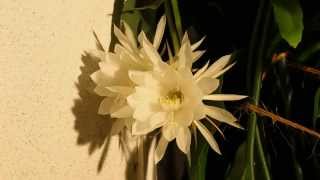 DOUBLE Night Blooming Cereus [Time Lapse] 4k