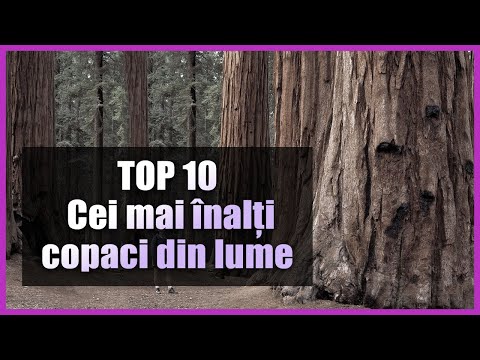 Video: Cei mai neobișnuiți copaci din lume