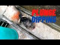 PLUNGE DIPPING - Winter dipping ewes with Gold Fleece
