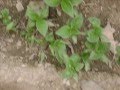 Bio huerto